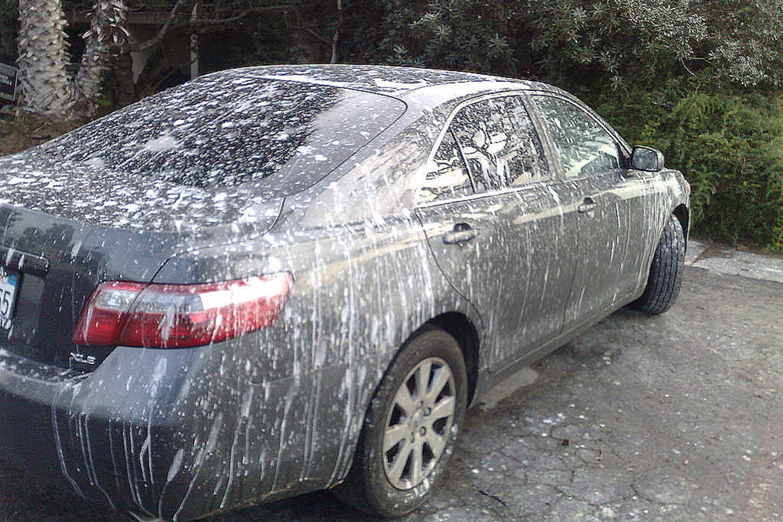 Reliable, professional and trustworthy Bird dropping repair
